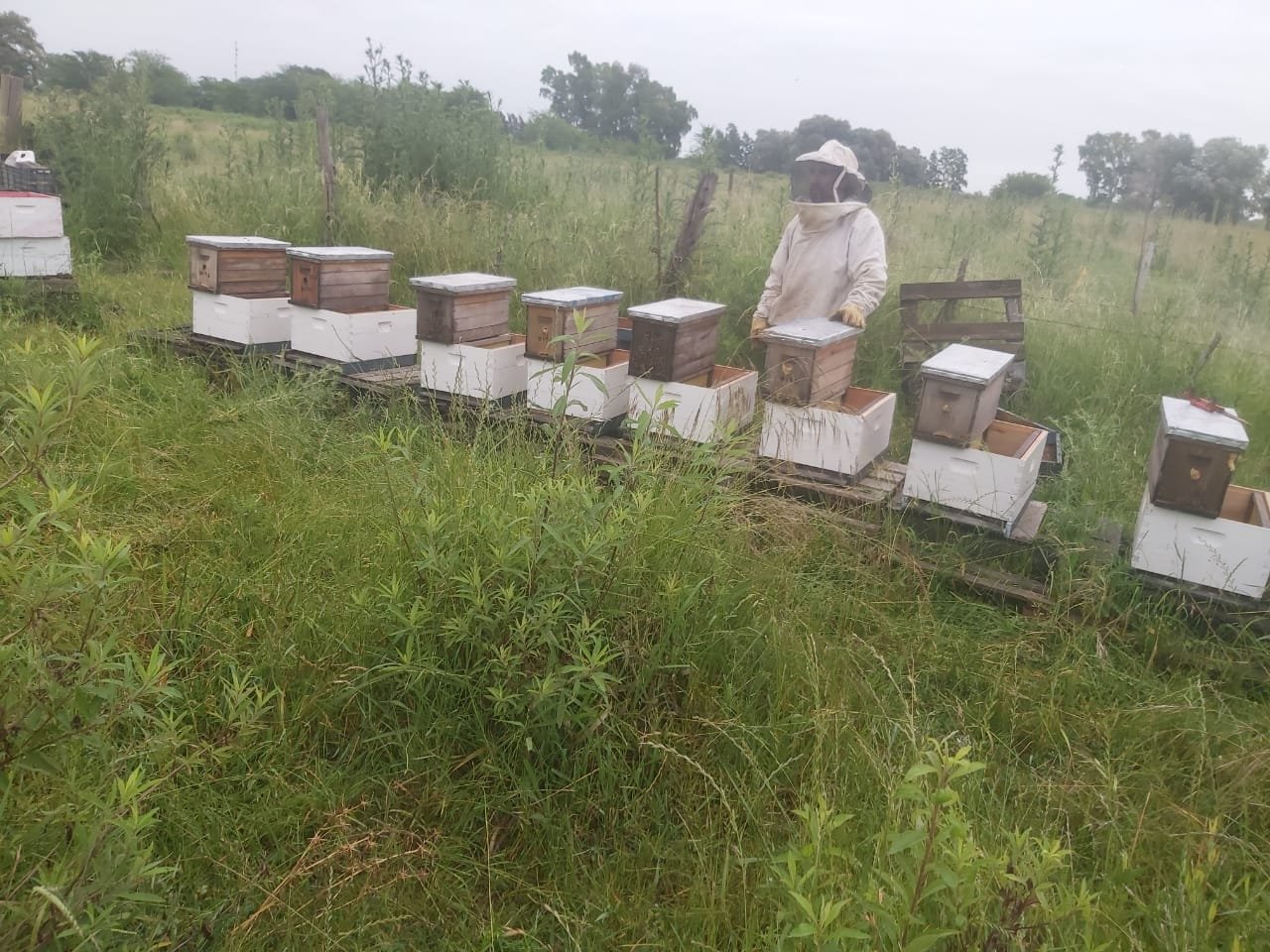Productos y actividad apícola de La Sagrada Abeja